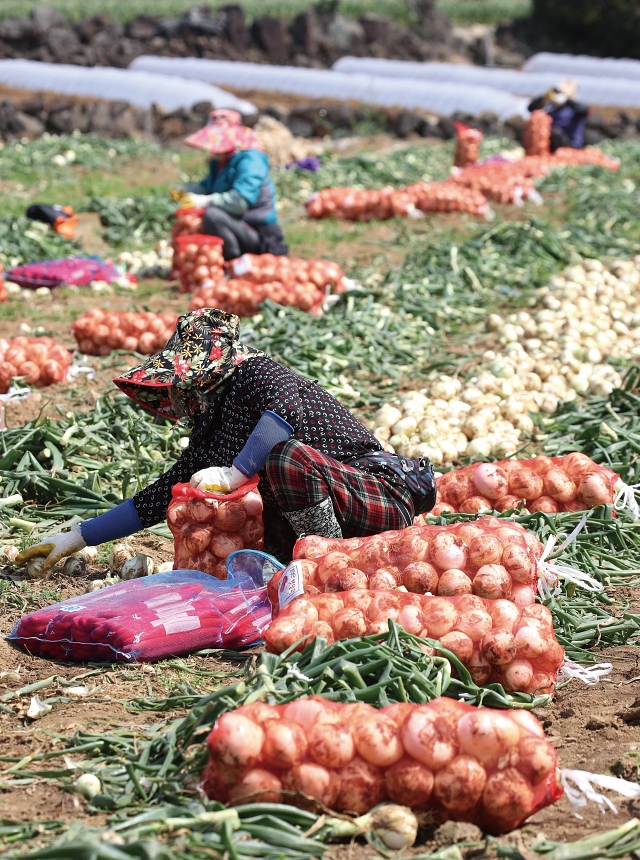 3월 18일 제주 서귀포시 대정읍 영락리 일원에서 농민들이 올해 첫 조생양파를 수확하고 있다. 사진 뉴시스