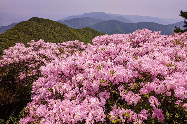 가지산 철쭉