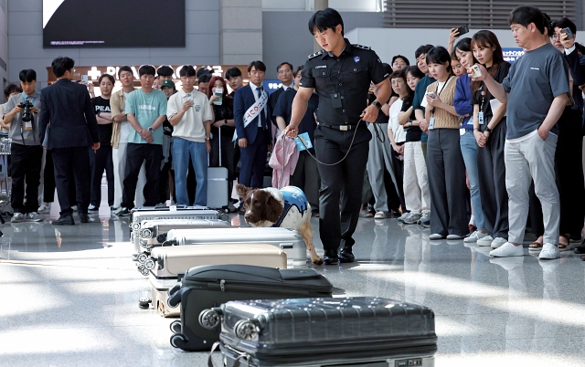 세계마약퇴치의 날 (6월 26일)을 앞두고 6월 18일 인천국제공항 제1여객터미널에서 열린 마약퇴치 캠페인 행사에서 탐지견의 마약탐지 시범이 진행되고 있다. 사진 뉴시스