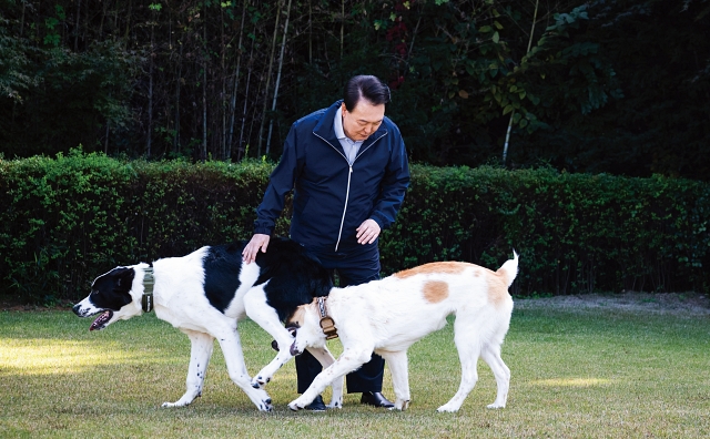 윤석열 대통령이 11월 10일 서울 한남동 대통령 관저에서 중앙아시아 순방 때 선물로 받은 투르크메니스탄 국견 알라바이 &lsquo;해피(왼쪽)&rsquo;와 &lsquo;조이&rsquo;를 보살피고 있다. 사진 대통령실