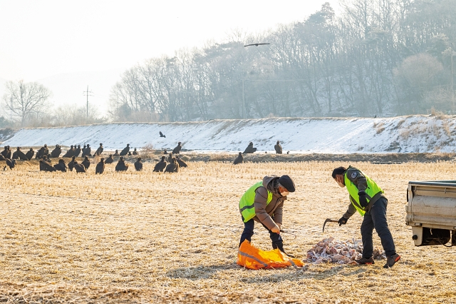 윤도영 이사장과 임진강생태보존회 관계자가 독수리의 먹이인 돼지고기를 들판에 펼치고 있다.