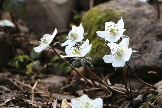 변산바람꽃