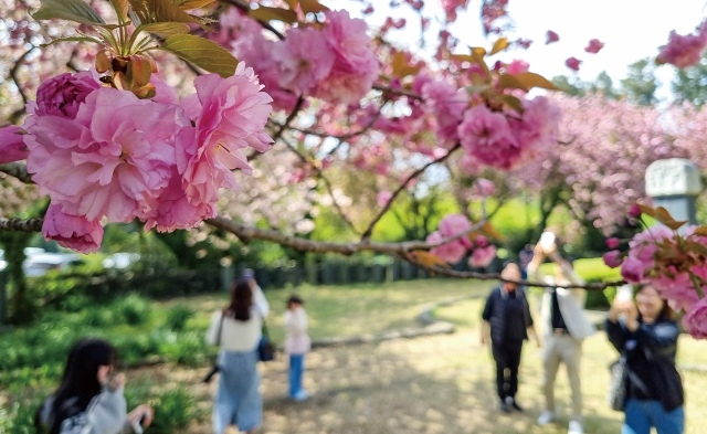 2024년 4월 제주 겹벚꽃 명소인 감사공 묘역에서 관광객들이 휴대전화로 추억을 남기며 즐거운 시간을 보내고 있다. 사진 뉴시스