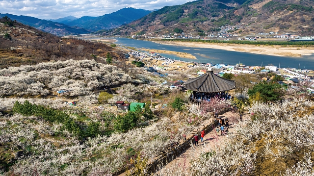 섬진강변을 따라 하얀 매화꽃이 만발한 광양매화마을. 올해 문화체육관광부와 한국관광공사가 선정한 &lsquo;2025~2026 한국관광 100선&rsquo;에 이름을 올렸다. 사진 C영상미디어
