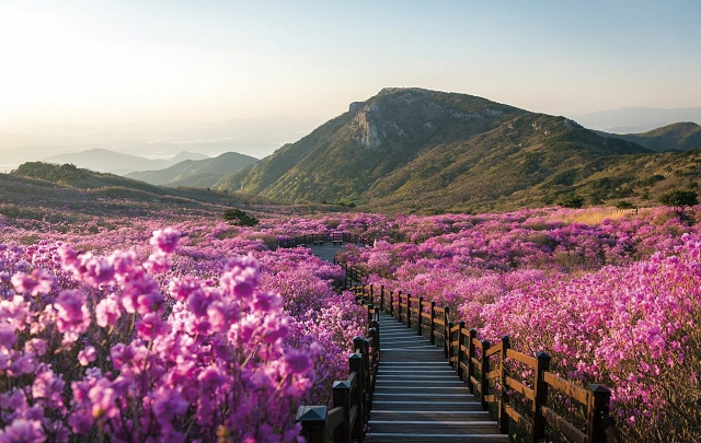 사진 대구시청