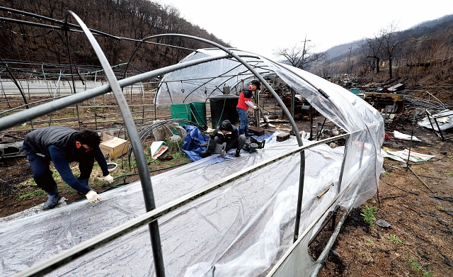4월 14일 경북 안동시 임하면 추목리 한 농가에서 산불 피해를 입은 주민들이 호박 모종에 비닐을 덮고 있다. 사진 뉴시스