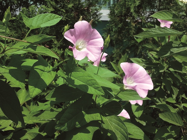 메꽃 메꽃