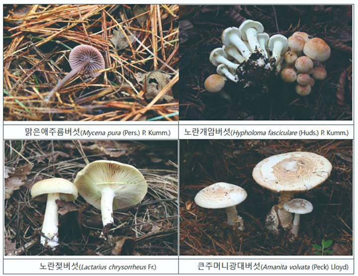 가을철 잘생 빈도가 높은 대표적인 독버섯들. (왼쪽 위부터 시계방향) 맑은애주름버섯, 노란개암버섯, 노란젖버섯, 큰주머니광대버섯. 사진 농촌진흥청