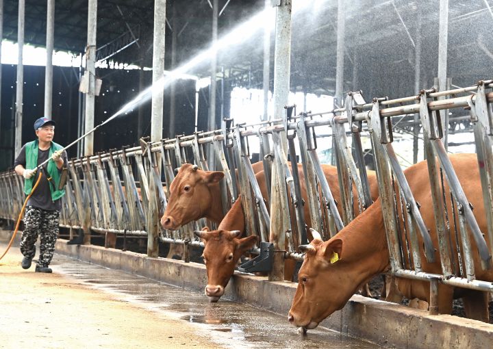 전국 대부분 지역에 폭염특보가 발효된 7월 말 경기 화성시 우정읍의 한 축사에서 농장주가 더위에 지친 소들에게 물을 뿌려주고 있다. 사진 뉴시스