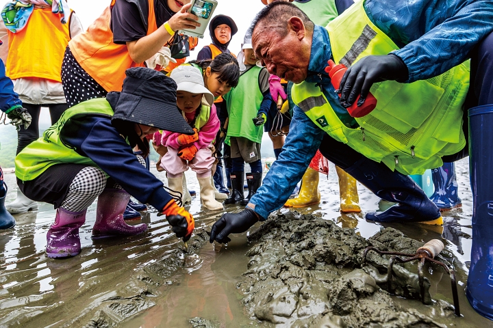 작은 물구멍에 소금을 뿌리자 모습을 드러낸 조개를 체험객들이 재빠르게 잡고 있다.