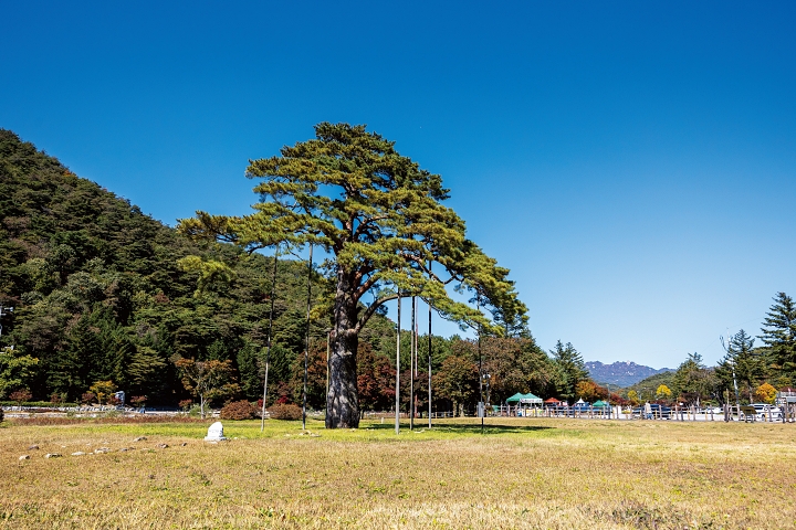 속리산과 법주사의 상징과 같은 ‘정이품송’은 오랜 풍파를 견뎌내며 가지가 일부 훼손됐으나 어디서 보든 올곧은 자태를 유지하고 있다. 사진 C영상미디어