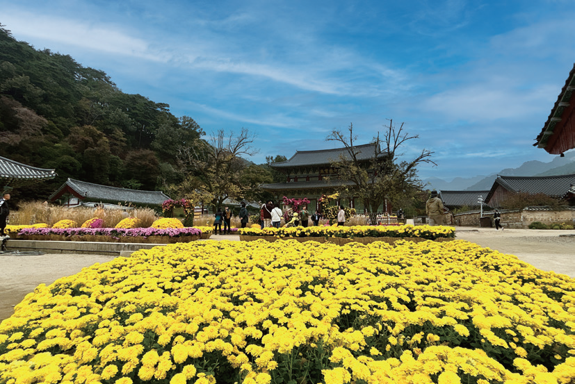 11월 중순까지 국화 축제를 여는 법주사. 전각 사이엔 국화 포토존이 마련돼 있다.