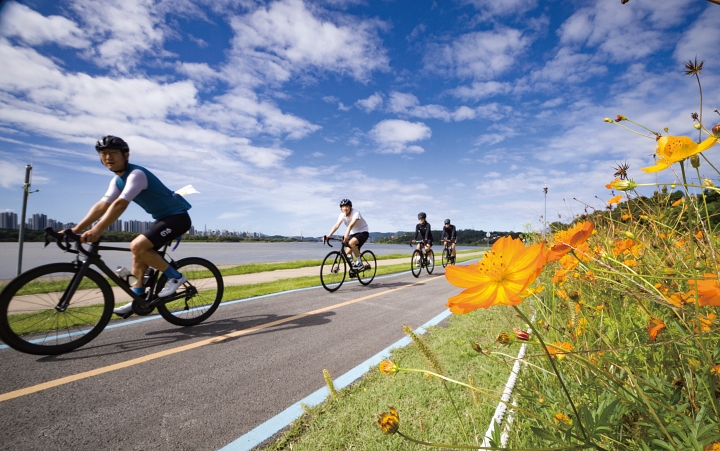9월 21일 경기 남양주한강공원 삼패지구 황화코스모스 밭 사이에서 시민들이 자전거를 타고 있다. 사진 뉴시스