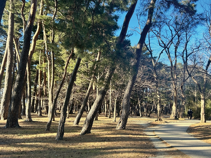 조선시대 두 문장가 남매, 허균과 허난설헌의 생을 엿볼 수 있는 강원 강릉시 ‘허균·허난설헌기념공원’의 솔숲 산책로. 고택을 감싸듯 우거진 솔숲은 이곳을 찾는 또하나의 이유다