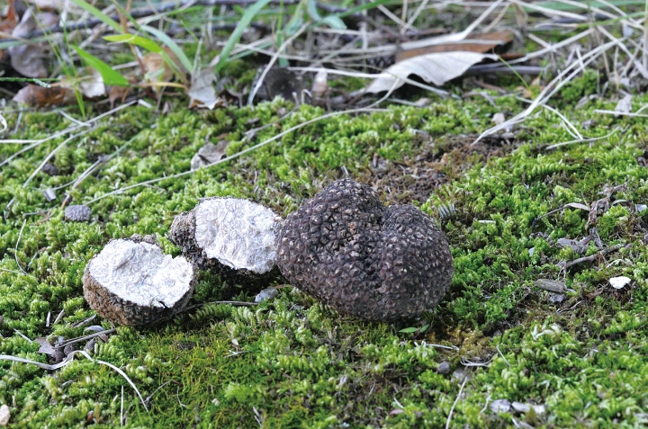우리나라에서 발견된 흑갈색덩이버섯 모습. 사진 국립생물자원관