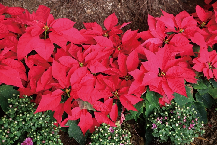 포인세티아
