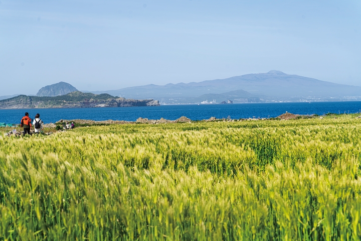 제주 올레길 10-1코스는 봄이면 가파도의 청보리밭과 푸른 바다를 함께 즐길 수 있어 인기 만점이다. 청보리밭 너머 한라산과 송악산, 산방산 풍경이 한눈에 담긴다. 사진 C영상미디어