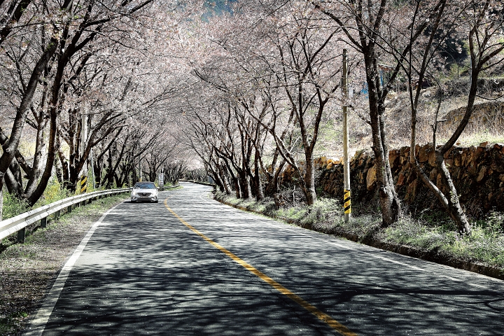 &lsquo;별천지&rsquo; 화개동으로 체크인 하는 화개길은 벚나무가 환영하듯 터널을 이룬다. 사진 C영상미디어