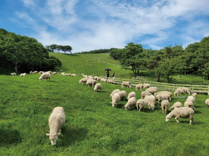문화체육관광부가 한국관광공사&middot;지방자치단체와 함께 시행하고 있는 &lsquo;지역사랑 휴가지원&rsquo; 사업에 신청자가 몰리고 있다. 사진은 강원 평창군 대관령양떼목장. 사진 한국관광공사