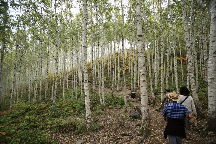 산림청이 시행하는 &lsquo;2026년 명품숲길 50선 완주 인증제&rsquo;에 포함된 강원 인제군 인제읍 원대리 자작나무숲. 사진 뉴시스