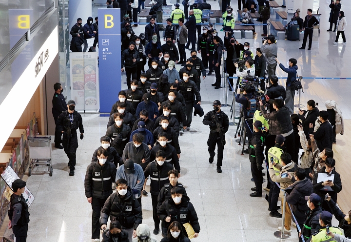 한국 국적 캄보디아 스캠조직 피의자들이 1월 23일 오전 인천국제공항 제2터미널을 통해 강제송환되고 있다. 사진 뉴시스
