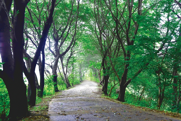 내포불교순례길 1코스는 굴참나무와 신갈나무가 우거진 고즈넉한 숲길이 일품이다. 사진 (사)내포문화숲길