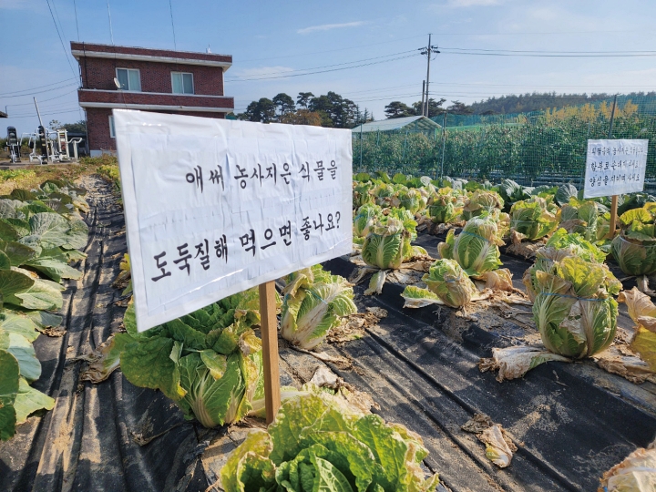 2025년 11월 7일 강릉지역 가뭄·폭우로 인한 배추값 폭등으로 사천면 한 농지에서 배추 도난 사건이 발생한 후 경고성 푯말이 세워져 있다. 사진 뉴시스