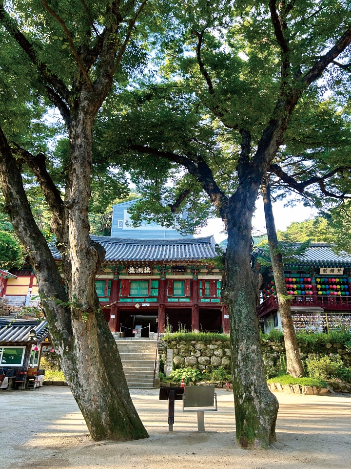 &lsquo;파계사&rsquo;에 닿으면 가장 먼저 만나는 느티나무 보호수 &lsquo;영조 임금 나무&rsquo;와 진동루.