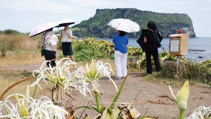 7월 29일 제주 서귀포시 성산일출봉 인근 광치기해변에 문주란이 활짝 피어 있다. 성산일출봉은 &lsquo;대한민국 명소 발굴 100&times;100 프로젝트&rsquo;에서 22개 주제에 이름을 올리며 전체 득표 1위를 차지했다. 사진 뉴시스