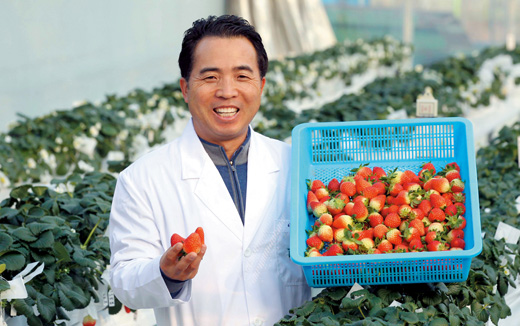 강원도 강릉시 견소동 고령지농업연구센터 온실에서 생산된 딸기를 들어 보이고 있는 이종남 연구사.(사진=FTA 국내대책본부)