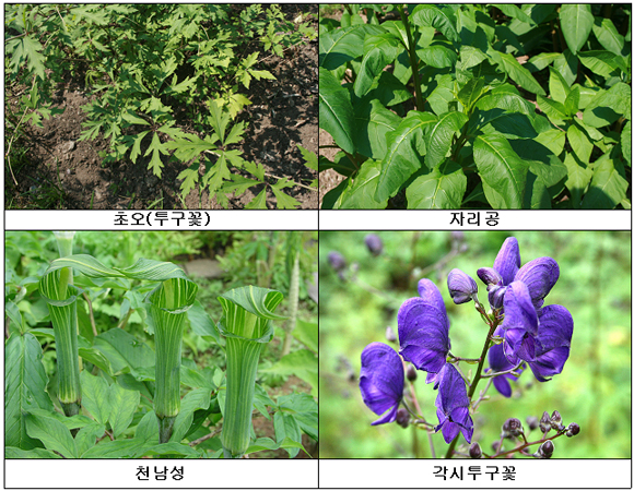 그밖에 주의해야 할 독초의 종류