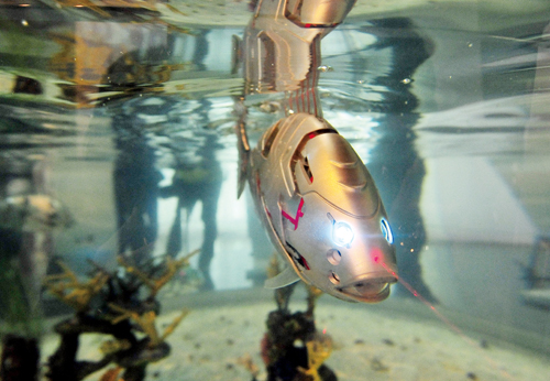 감성돔 모양의 물고기로봇 피로가 수족관안을 헤엄치고 있다.