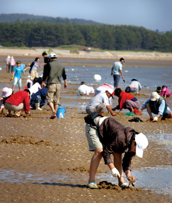 몽산포 해변의 갯벌체험. 맛조개와 골뱅이 잡는 손맛이 쏠쏠하다.