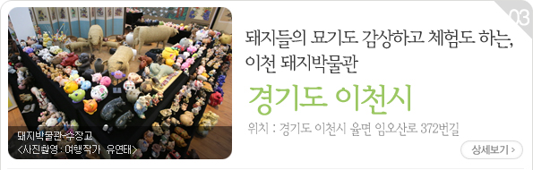 돼지들의 묘기도 감상하고 체험도 하는, 이천 돼지박물관