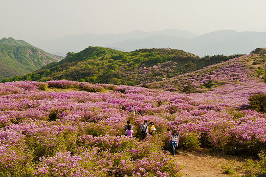 전망대 아래로 펼쳐진 철쭉이 상춘객의 가슴을 설레게 한다.