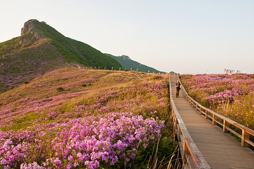 황매산 정상으로 가는 길은 나무데크를 설치해서 철쭉꽃 군락을 보호한다.