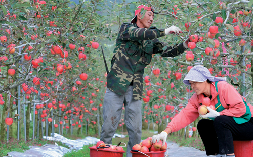 경북 문경시 마성면 오천리에 있는 한 과수원에서 부부가 탐스럽게 익은 햇사과를 수확하고 있다. 농림축산식품부는 농작물재해보험 대상 품목을 2017년까지 13개 더 늘리기로 했다.