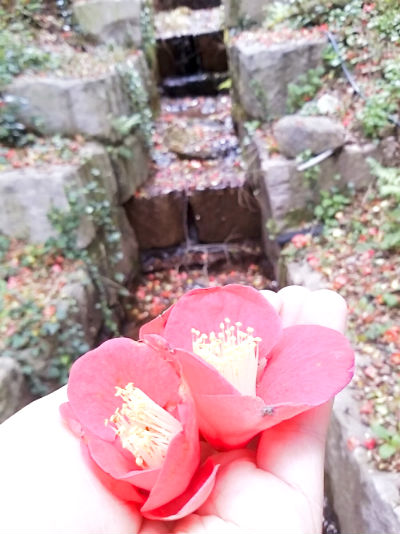 백련사에서 다산초당으로 가는 길목은 붉은 동백으로 가득 채워져 지나가는 이들의 발길을 잡는다.