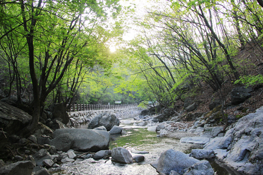 유명산자연휴양림에서 만날 수 있는 계곡.