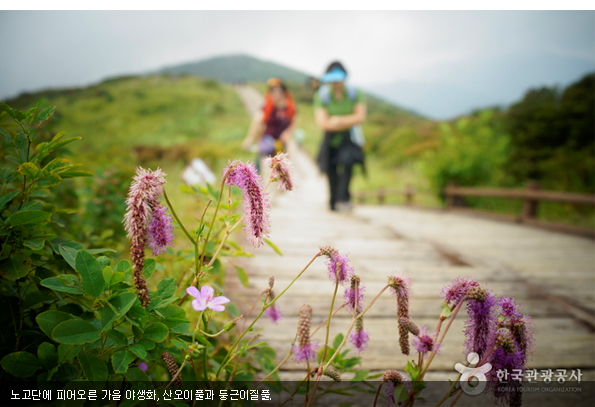 노고단에 피어오른 가을 야생화, 산오이풀과 둥근이질풀.