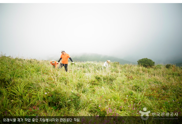 외래식물 제거 작업 중인 자원봉사자와 관리공단 직원