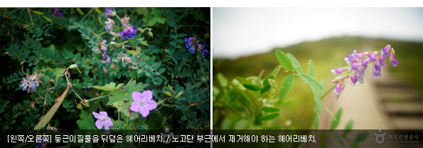 [왼쪽/오른쪽] 둥근이질풀을 뒤덮은 헤어리베치. / 노고단 부근에서 제거해야 하는 헤어리베치.