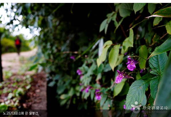 노고단대피소에 핀 물봉선