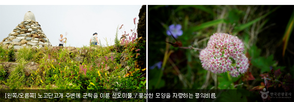 [왼쪽/오른쪽] 노고단고개 주변에 군락을 이룬 산오이풀. / 풍성한 모양을 자랑하는 꿩의비름.