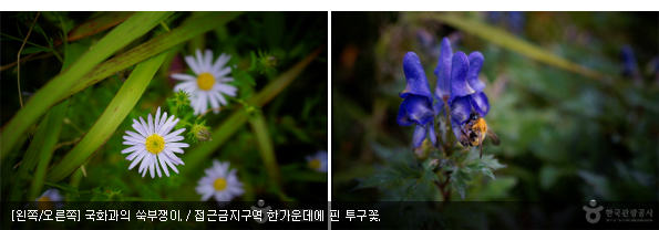 [왼쪽/오른쪽]국화과의 쑥부쟁이. / 접근금지구역 한가운데에 핀 투구꽃.