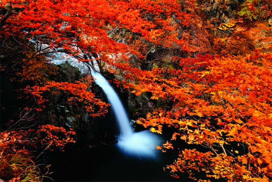 가야산 홍류동 계곡에 흐르는 물줄기와 붉은 단풍이 선명한 대비를 이룬다.
