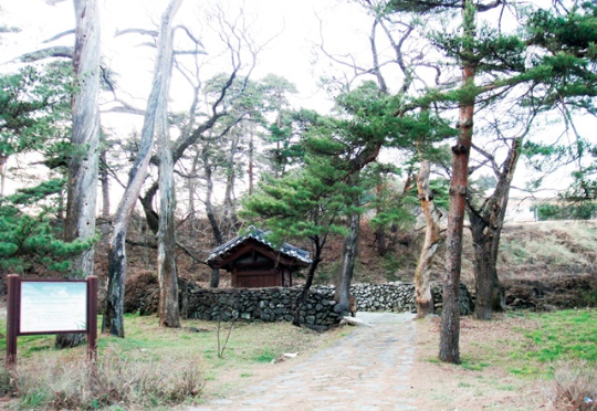 강원 강릉시 구정리 마을숲은 소나무와 마을 서낭당이 잘 보전돼 있어 문화적 가치가 높다.
