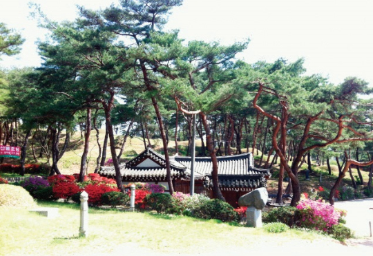 1000기가 넘는 묘와 재실이 있는 등 장묘문화가 살아 숨 쉬는 대전 동구 이사동 한옥마을숲.