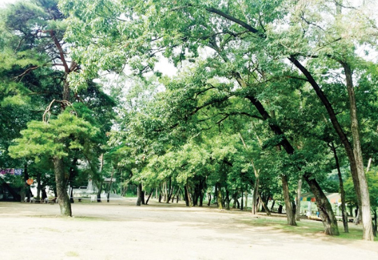 마을 방풍림으로 조성한 충북 괴산군 후평숲은 소나무, 상수리나무, 느티나무들로 인상적인 경관을 연출한다.