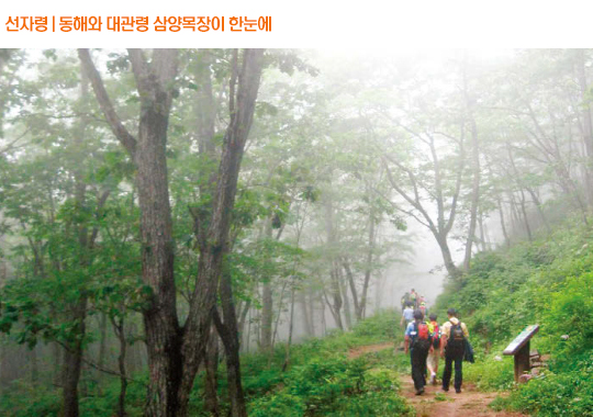 선자령 | 동해와 대관령 삼양목장이 한눈에